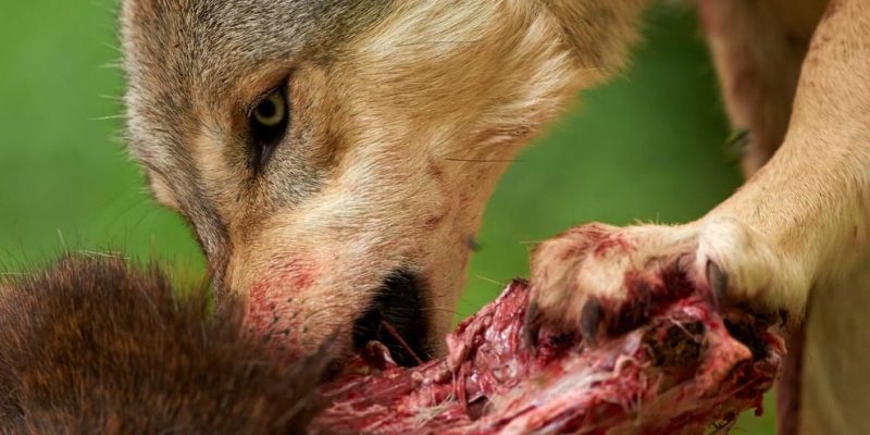 Lobo comiendo una presa en estado salvaje