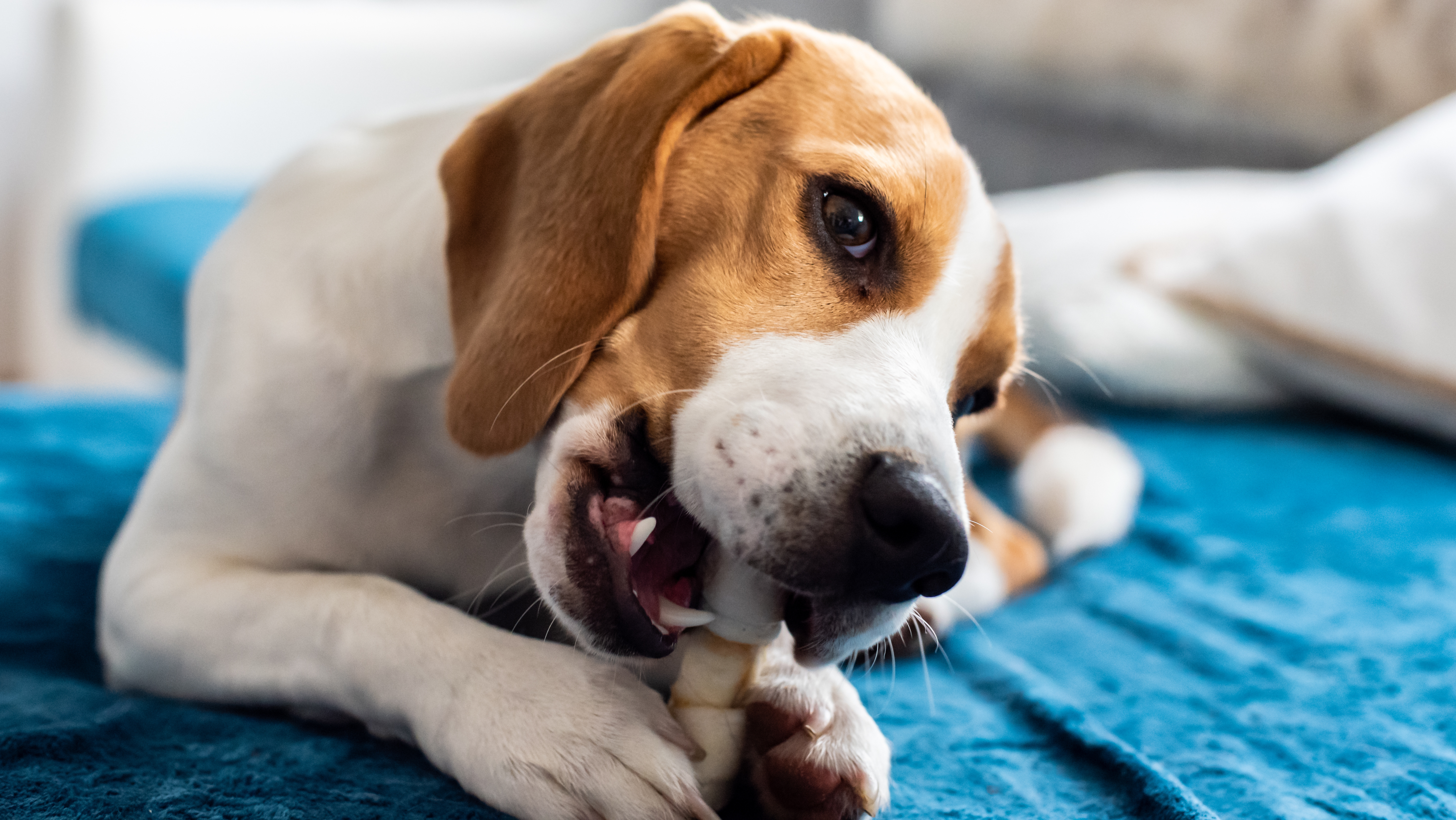 beagle comiendo un snack